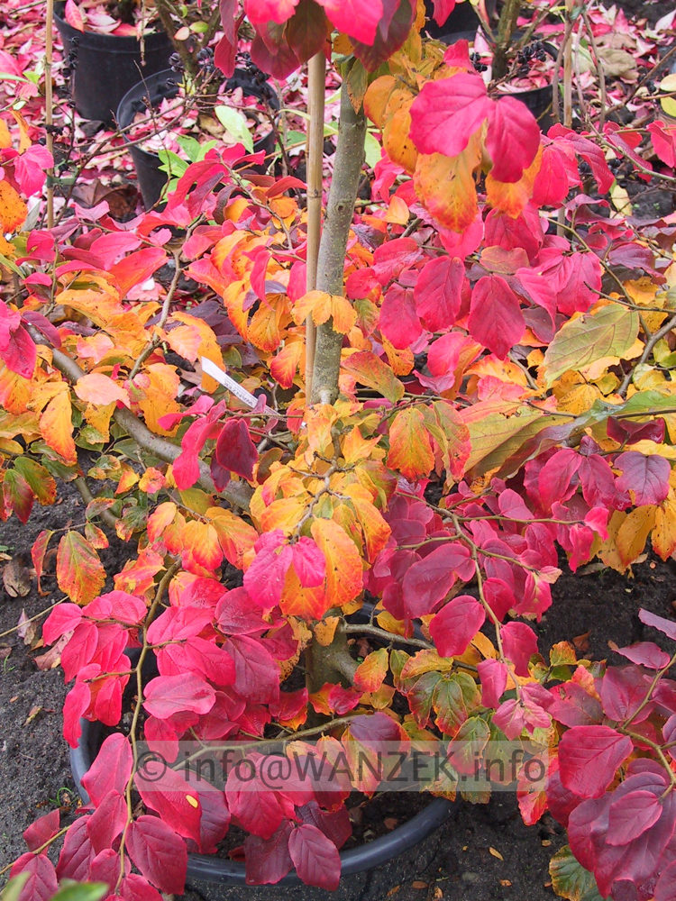 Parrotia persica 03.jpg